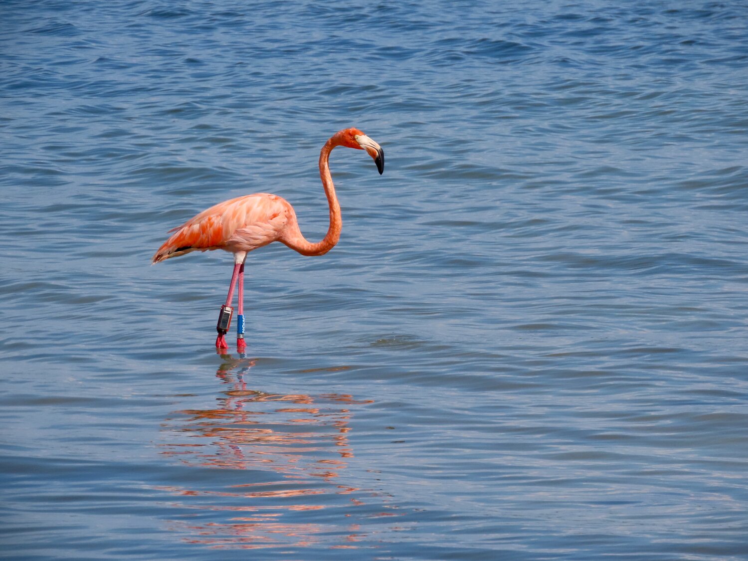 An American Flamingo banded and tracked after rescue.